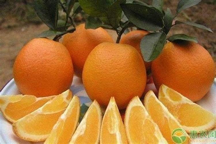 橙子树春季需要上什么肥料？