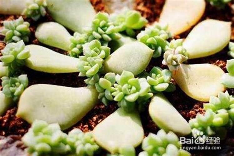 大蒜中后期施什么肥