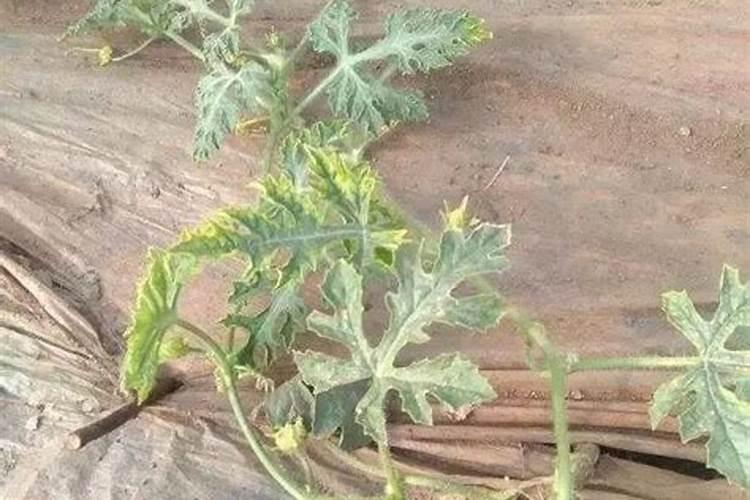 大蒜后期用什么肥料好