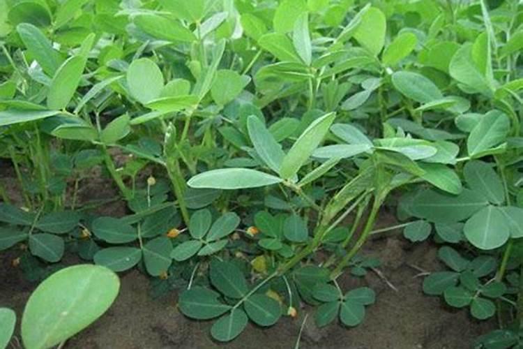 花生用什么叶面肥好