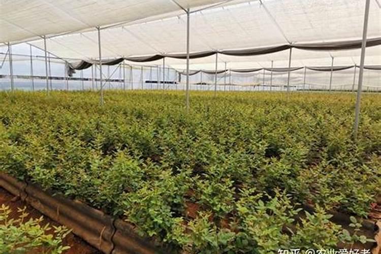 幸福树树干怎么能变粗