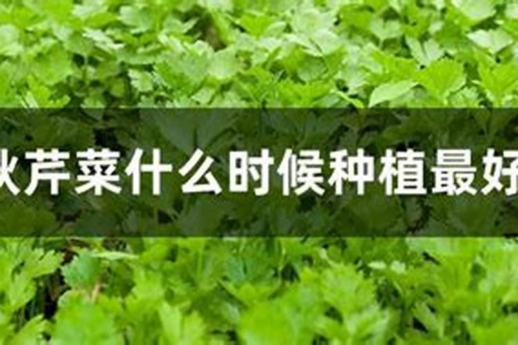 !芹菜地里的滴管带长清苔用什么可以清除？