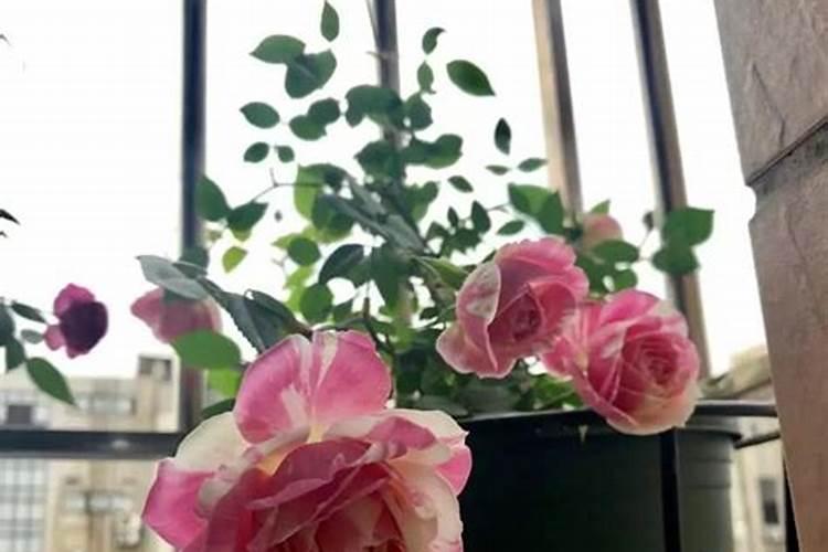 鱼蛋白和什么复妃灌根好