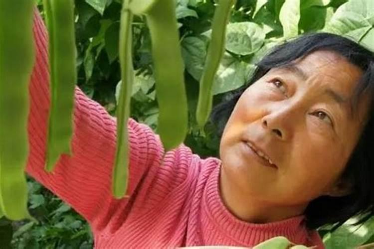 西葫芦易发病害是什么？病毒用什么药