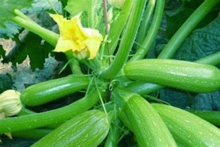 西葫芦开花结果阶段需要怎么管理才长的好？