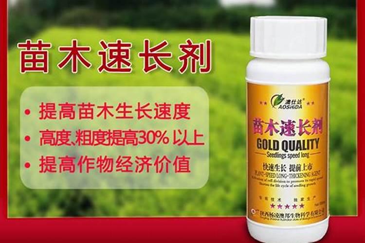 三角梅的根怎么养粗
