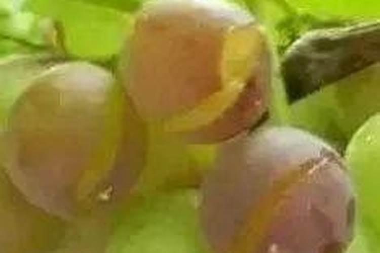 番茄裂果怎么办