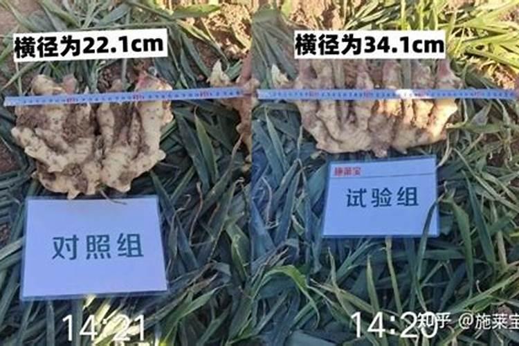 芦蒿的种植方法 芦蒿做为一种野菜