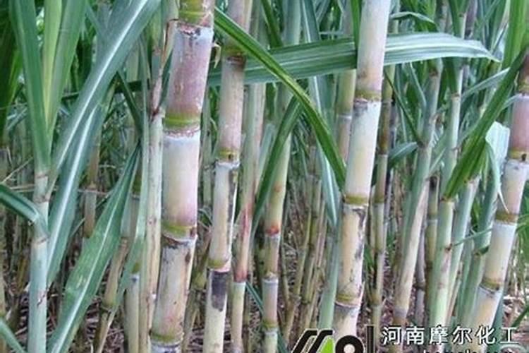 什么是二铵化肥？