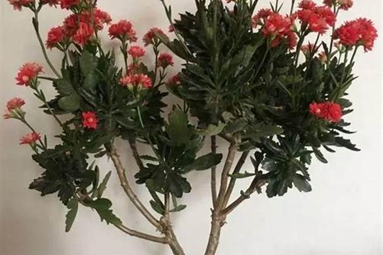 长寿花的施肥方法 长寿花的施肥注意事项