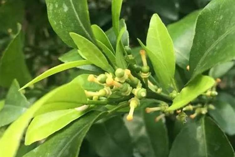 柑橘保花保果用什么药