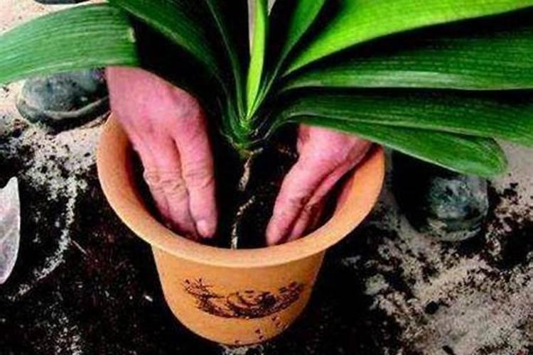 裙带菜发酵是什么肥料