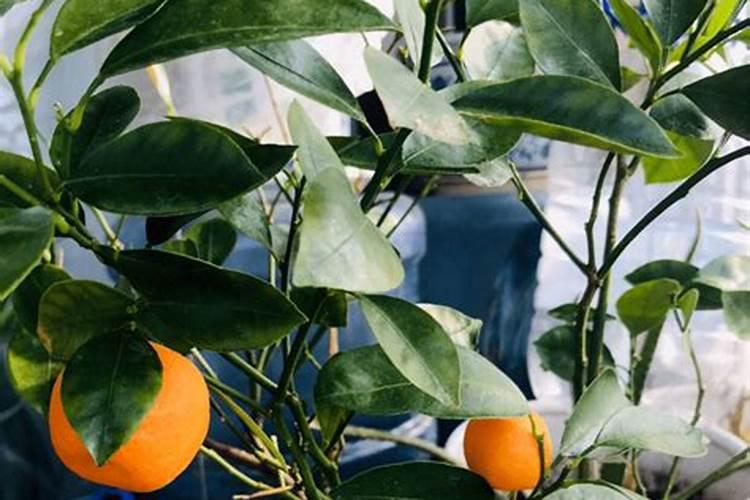 桔子开花为什么挂不住果