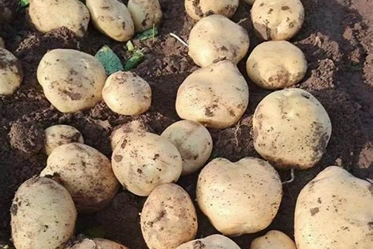 种植土豆不下底肥用沟施可以么