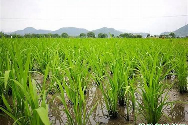 如何提高氮肥利用率 氮肥使用八大技巧