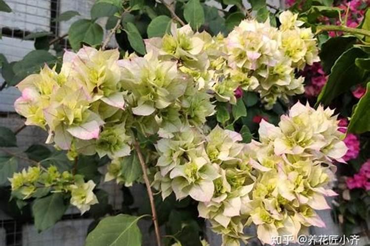 三角梅施磷酸二氢钾方法