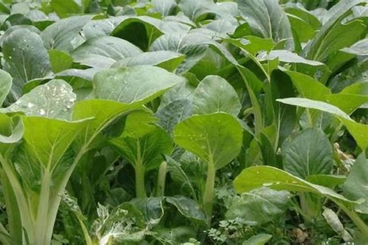 ？芸苔素内酯使用方法