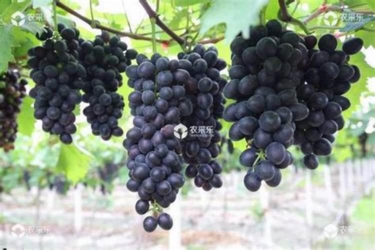 葡萄果小如何增大