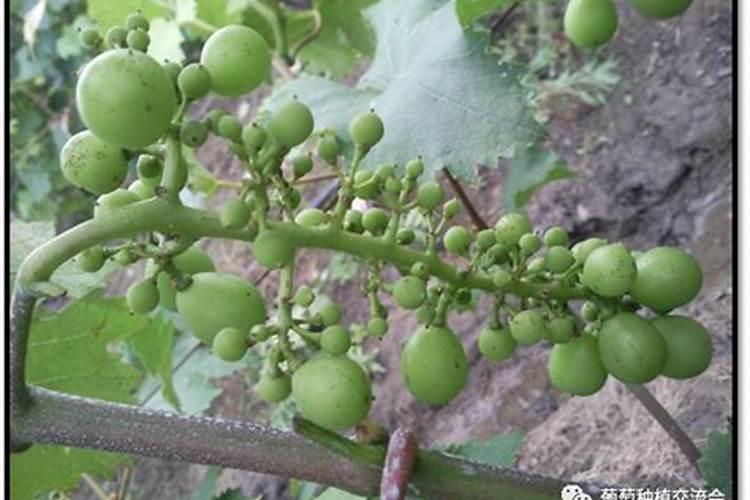 葡萄果小如何增大
