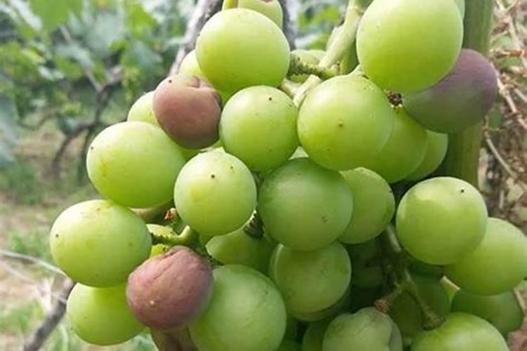 葡萄树缺磷有哪些症状与防治措施？