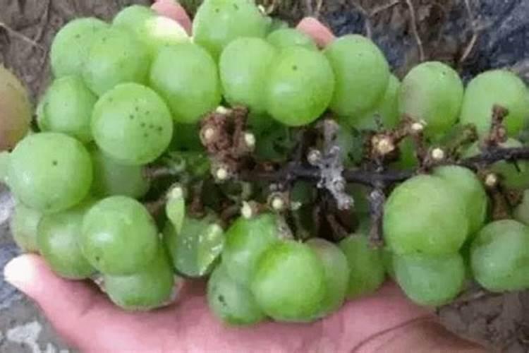 葡萄刚刚结出的果子,还很小就蔫了,是怎么回事？