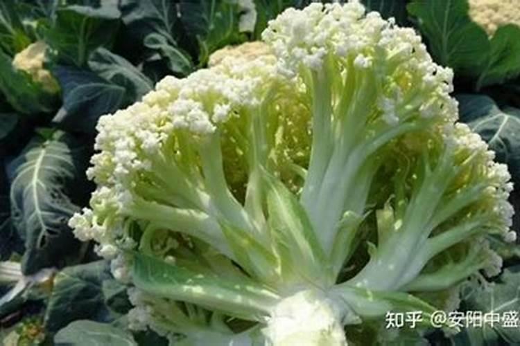 棉花打什么叶面肥好