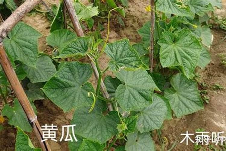 玉米的营养价值有哪些