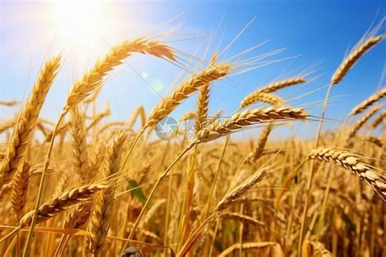 农药化肥股票龙头股有哪些？