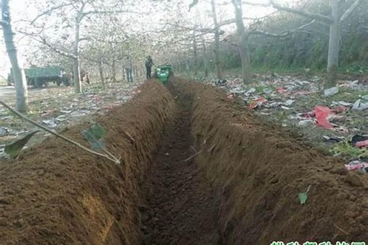 氮肥怎么用对植物好