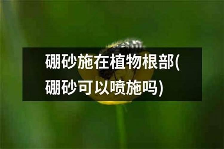 隔三到五天,打一次叶面肥,行吗？