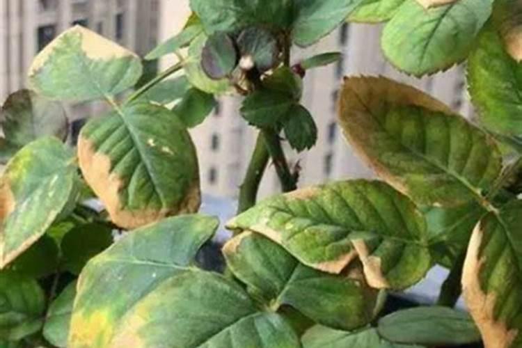 花生浇前洒肥正确方法