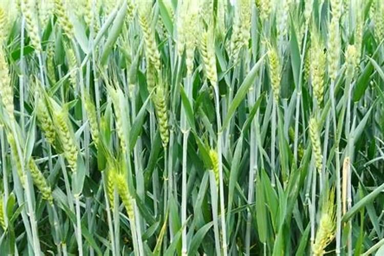 怎么预防小麦倒伏？