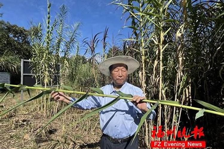 杂草可以做肥料吗