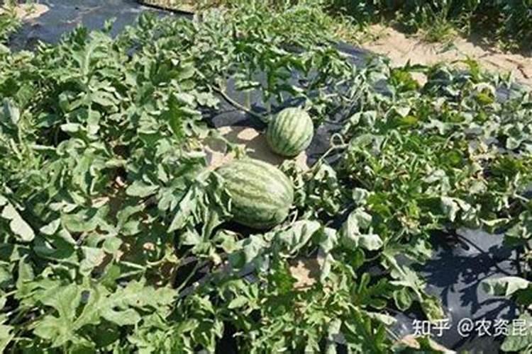 西瓜膨大期要不要追肥呢？该怎样最肥呢？