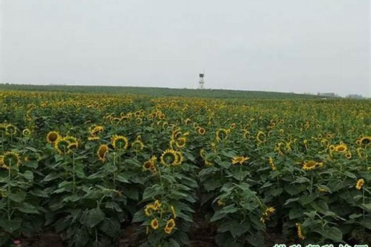 茶花什么时候施肥最好