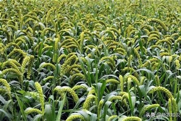 种花用什么肥料比较好