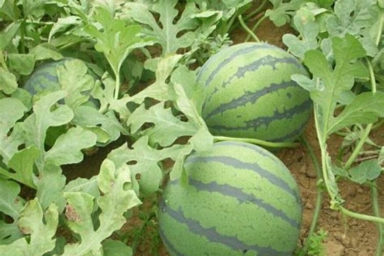西瓜如何整枝打杈留瓜西瓜用什么肥料增甜