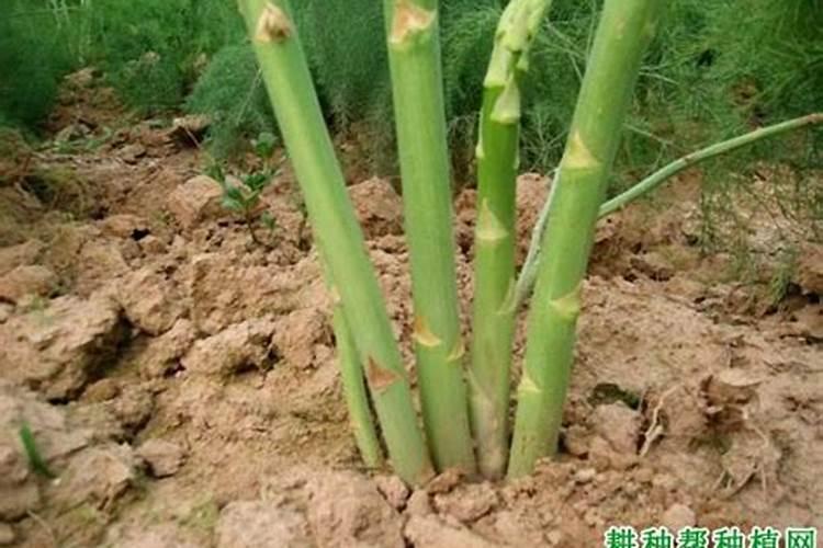 定植芦笋后多长时间施肥和培土
