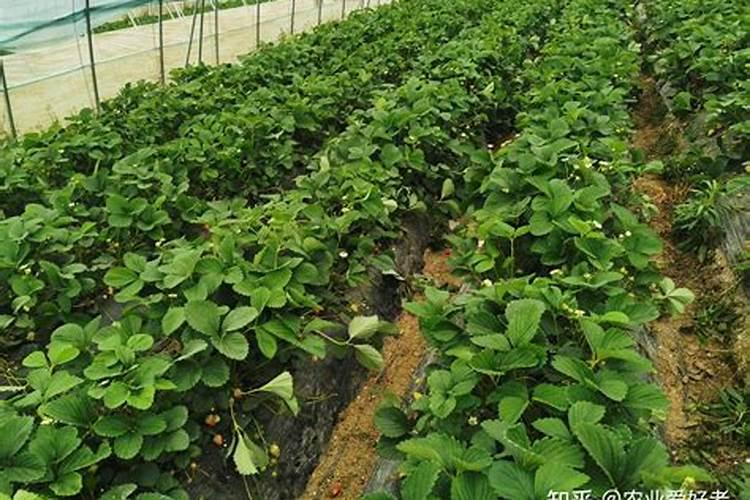 草莓花期可以施肥吗