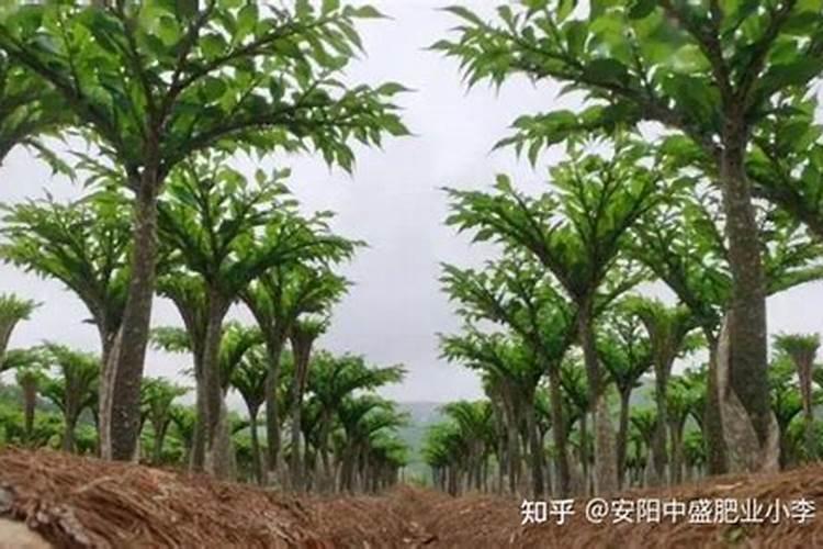 种植魔芋忌不忌氯肥？