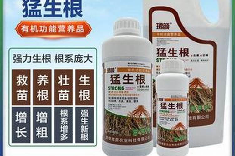 发财树怎么养护用什么肥生根 发财树如何养护用什么肥生根