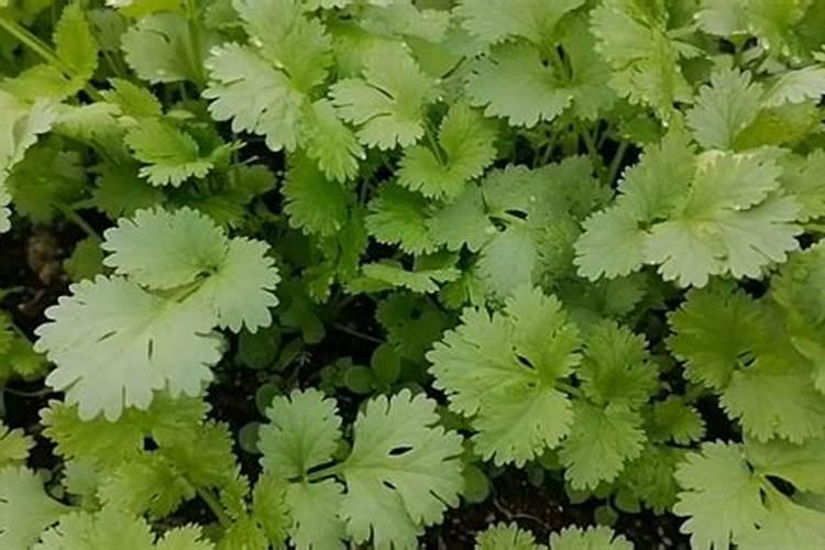 芫荽施肥技术要点是什么？