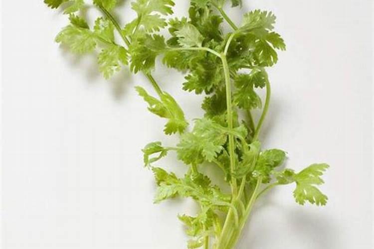 芫荽的施肥如何掌握？