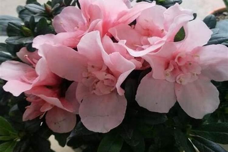 杜鹃花可以施什么肥料