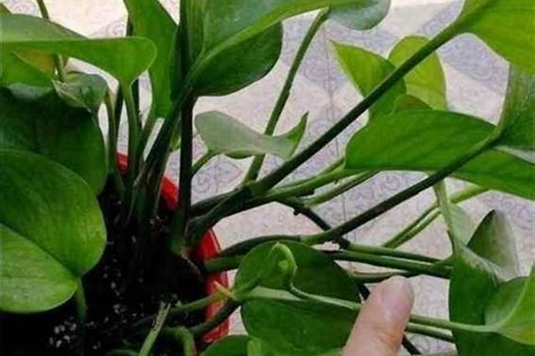 绿萝复合肥一盆施几粒 和营养液能同时使用吗