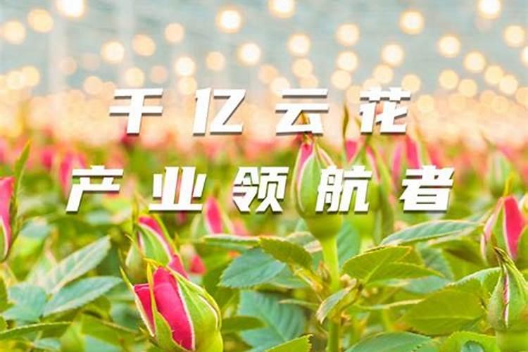 磷酸二氢钾芸苔素作用