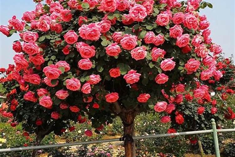 夏玉米从出苗到扬花授粉需要多少天？