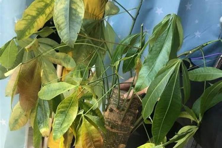 崇州市建绿生物有机肥有限公司怎么样？