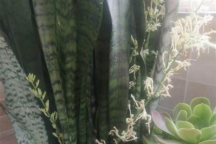 球季很多人都喜欢养虎皮兰,有哪些小方法不施肥也“冒虎芽”？