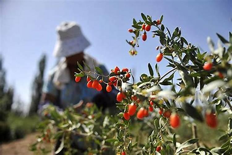 香椿树施肥的正确方法